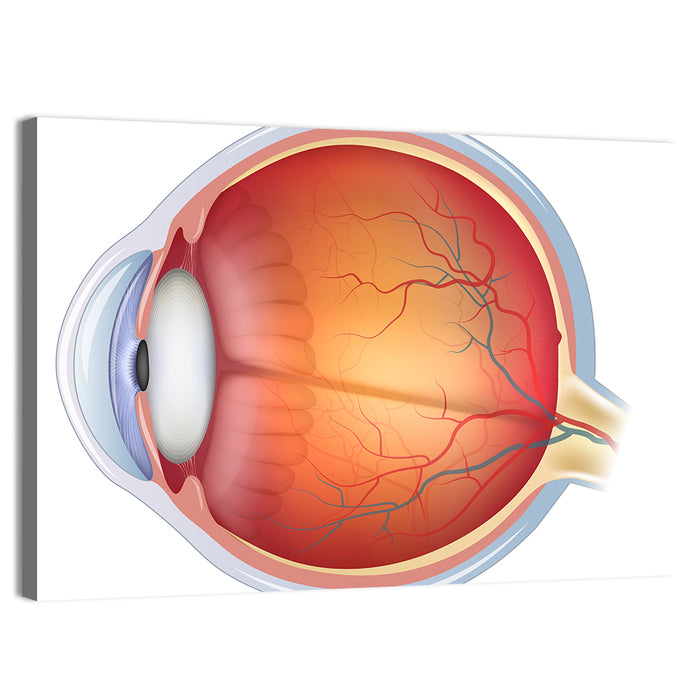 Anatomical Eye Cross-section Wall Art as a canvas print