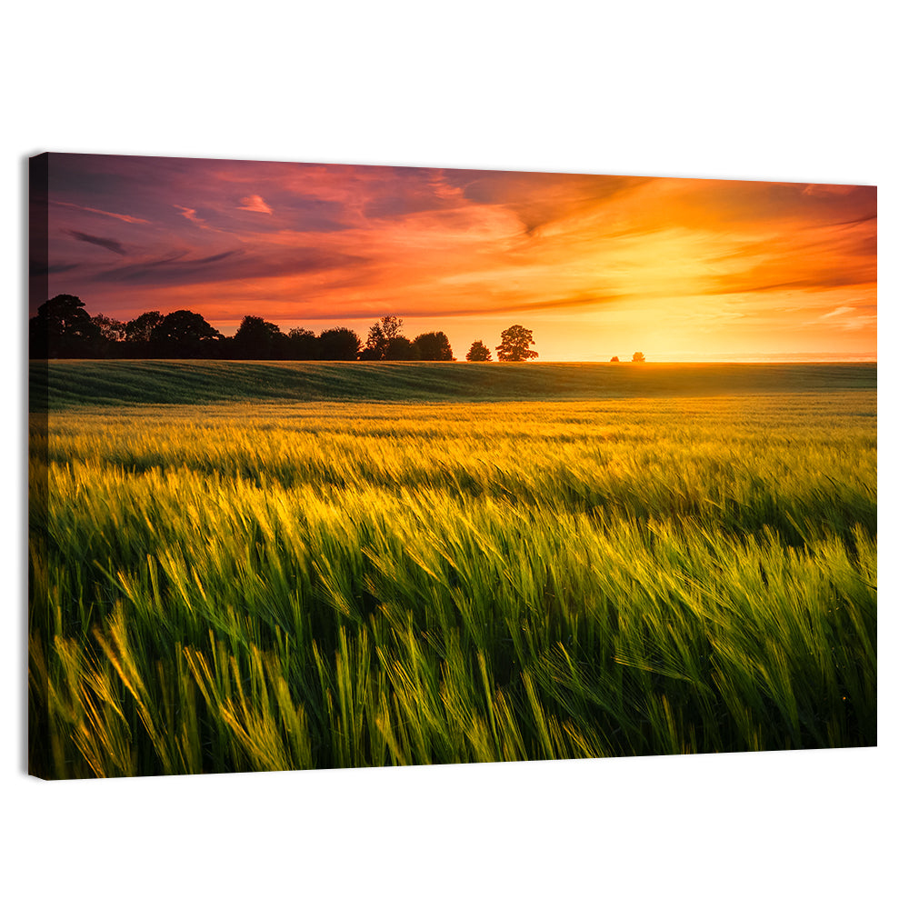 Wheat Field at Golden Hour Wall Art, canvas print, landscape