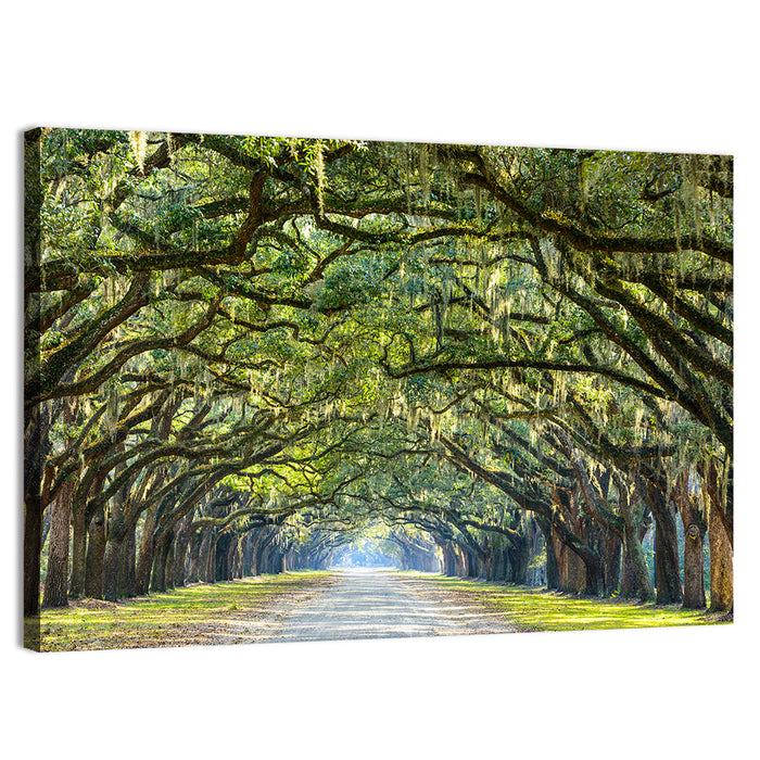 Wormsloe Plantation Oak Tunnel Wall Art as a canvas print