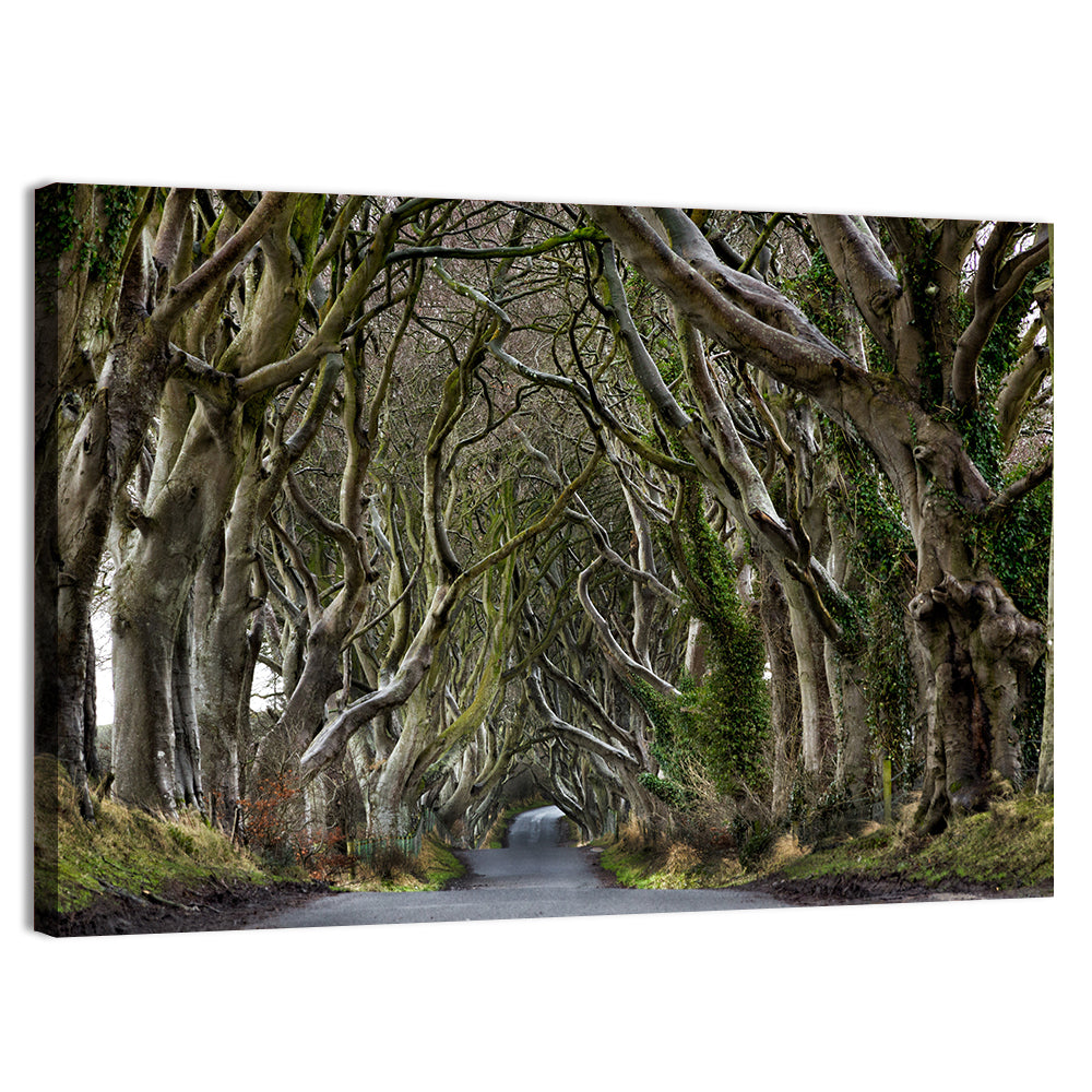 Dark Hedges Tree Tunnel Wall Art