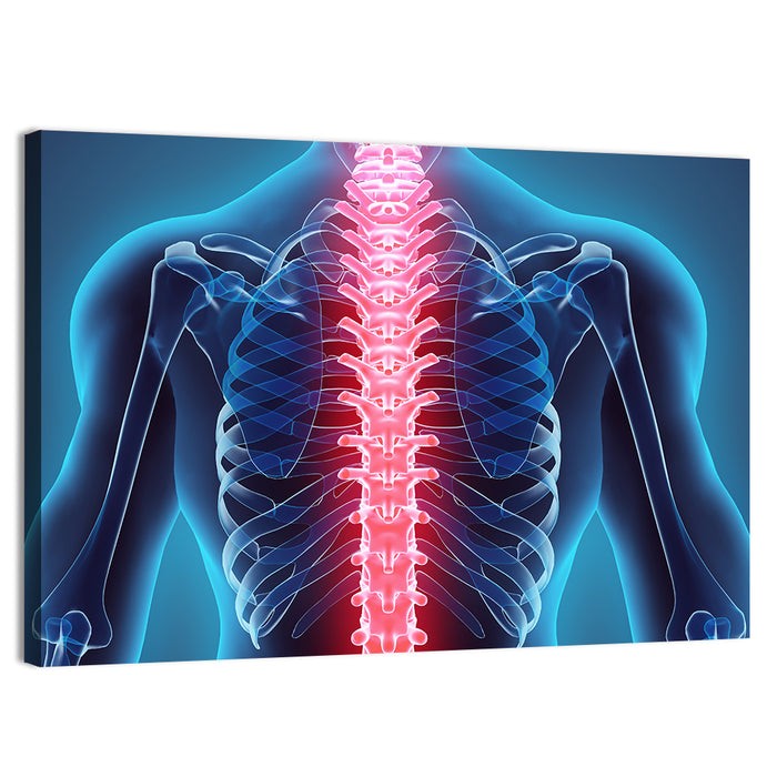 Human Spine Anatomy Illustration Wall Art as a canvas print