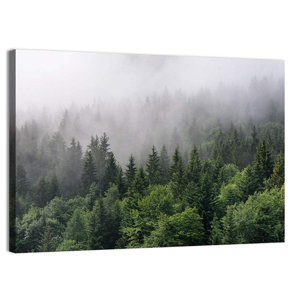 Misty Evergreen Forest Overview Wall Art