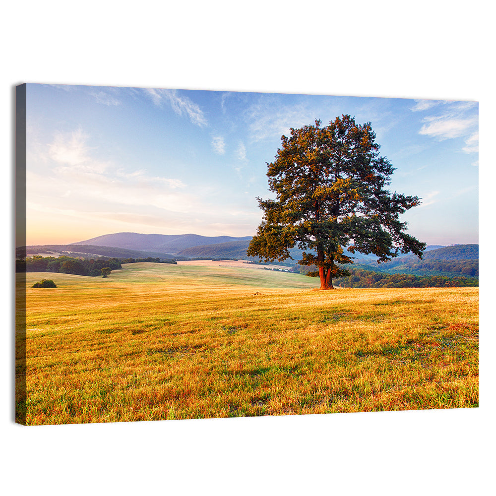 Golden Hour Meadow with Lone Tree Wall Art, canvas print, landscape