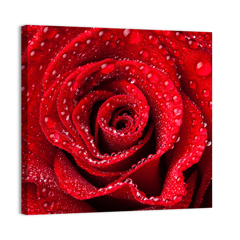 Dew-kissed Red Rose Closeup Wall Art, canvas print, square
