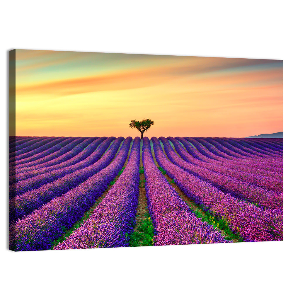 Lavender Field with Solitary Tree Wall Art, canvas print, landscape