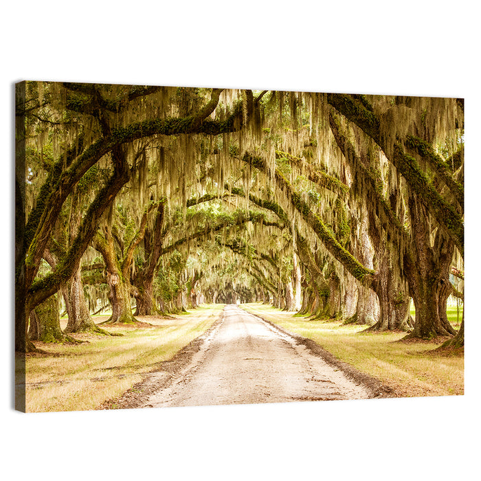 Oak Pathway Under Spanish Moss Wall Art as a canvas print