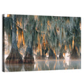 Bald Cypress Trees with Spanish Moss Wall Art