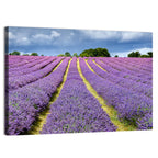 Banstead Lavender Field Wall Art