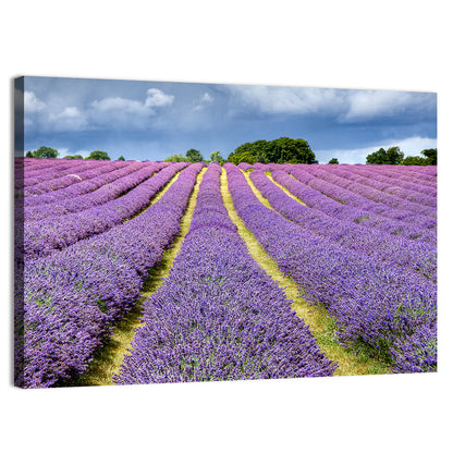 Banstead Lavender Field Wall Art