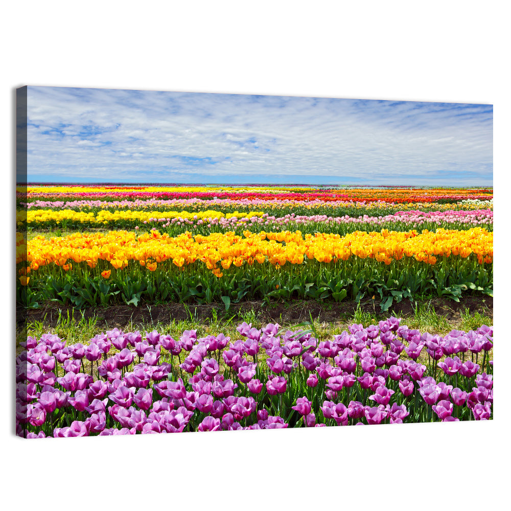 Rows of Colorful Tulip Fields Wall Art