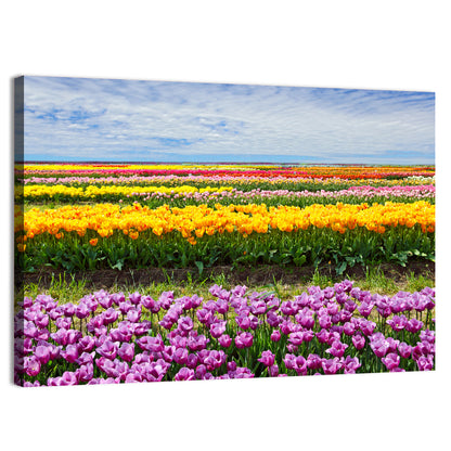 Rows of Colorful Tulip Fields Wall Art