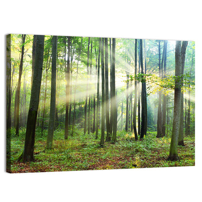 Morning Light in the Forest Wall Art