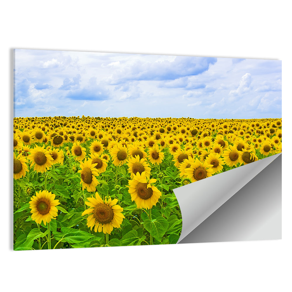 Sunflower Field Under Blue Sky Wall Art