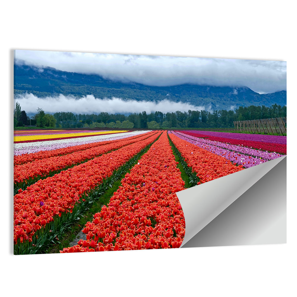 Tulip Festival In Chilliwack Wall Art