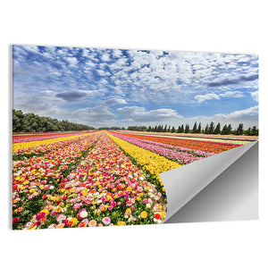 Spring Flowering Buttercups Wall Art