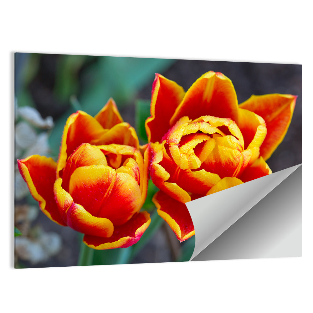 Red Tulips Close-up Wall Art
