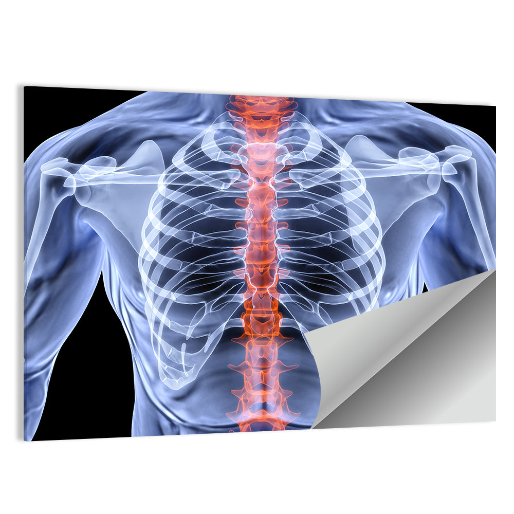 Male Spine X-ray Illustration Wall Art