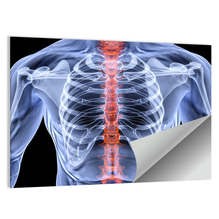 Male Spine X-ray Illustration Wall Art as a poster print