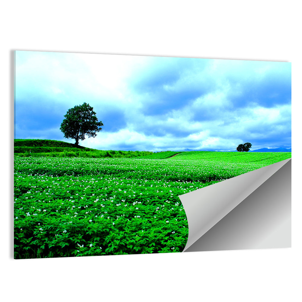 Biei Hill with Lone Tree, Hokkaido Wall Art