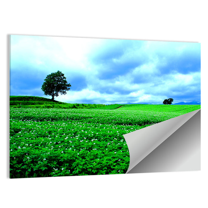 Biei Hill with Lone Tree, Hokkaido Wall Art as a poster print