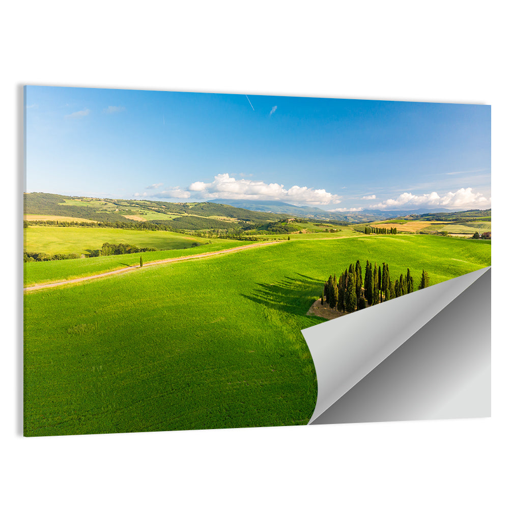 Italian Cypresses on Rolling Hills Wall Art