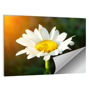 Single Daisy Flower At Sunset Wall Art