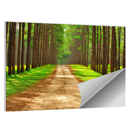 Thailand Pine Forest Path Wall Art