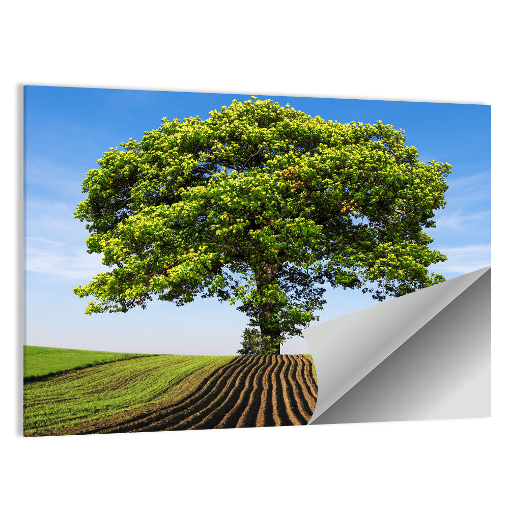 Solitary Tree on Plowed Hill Wall Art