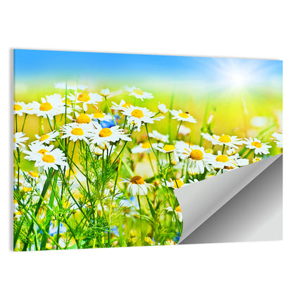 Sunlit Daisy Field Wall Art