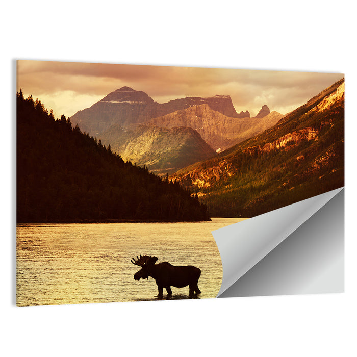 Waterton Lakes Moose at Golden Dusk Wall Art as a poster print