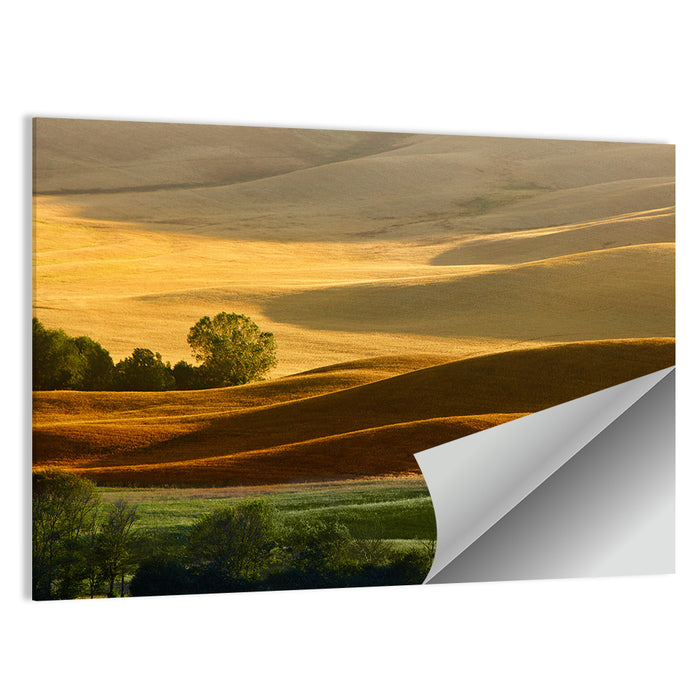 Golden Hills of Tuscany Wall Art as a poster print