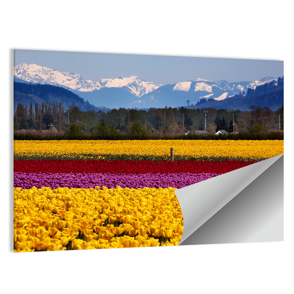 Skagit Valley Spring Daffodils Wall Art