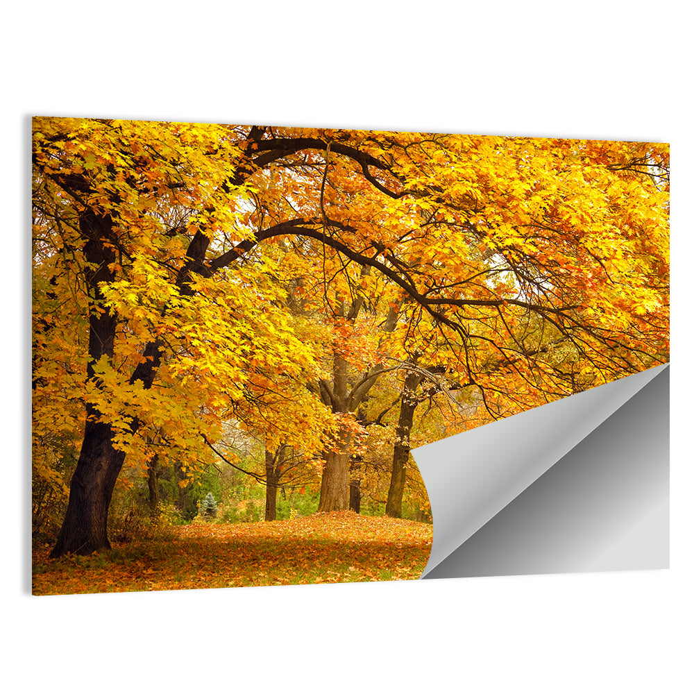 Golden Canopy in Autumn Park Wall Art
