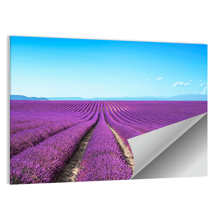 Lavender Flower Fields Wall Art as a poster print