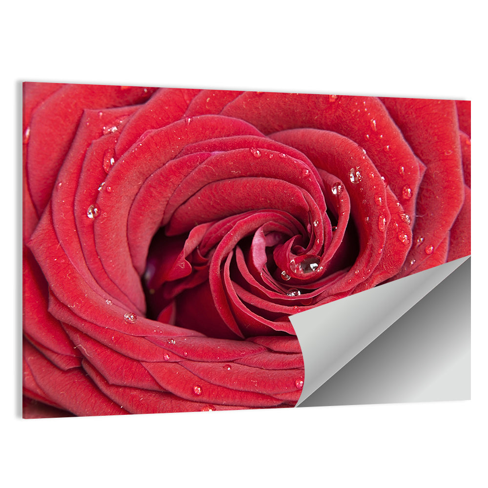 Crimson Rose Spiral Closeup Wall Art