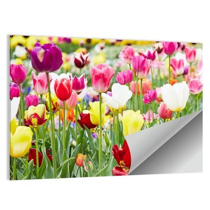 Blooming Tulips Wall Art