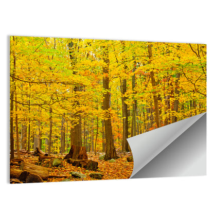 Catoctin Autumn Forest Wall Art