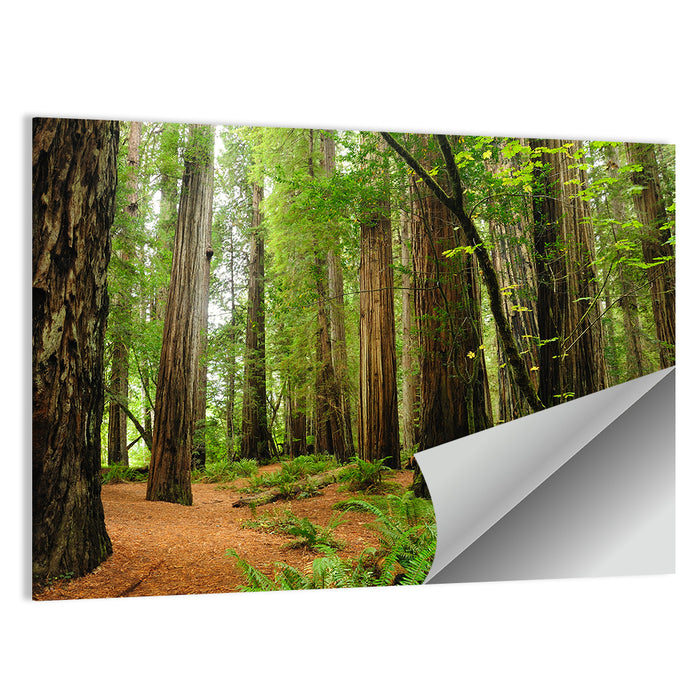 Towering Redwood Canopy Wall Art as a poster print