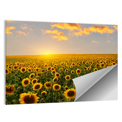 Sunflower Field at Sunset Wall Art