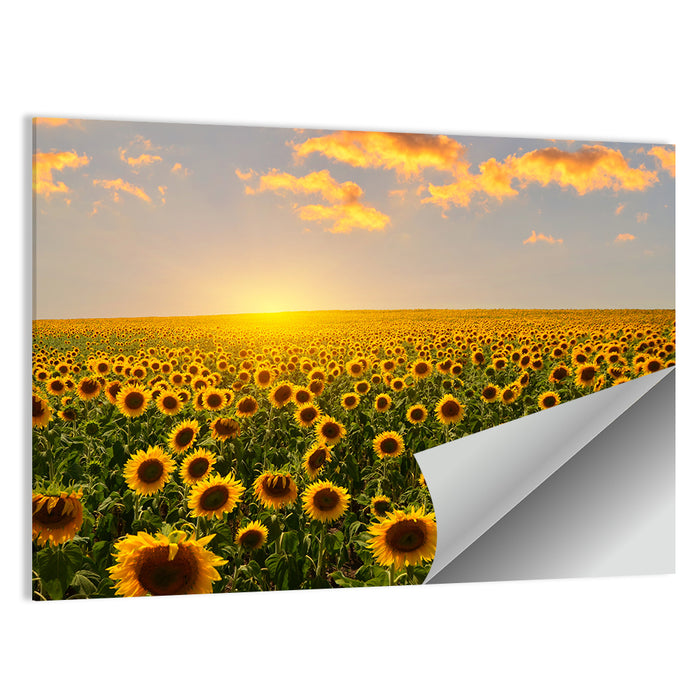 Sunflower Field at Sunset Wall Art as a poster print