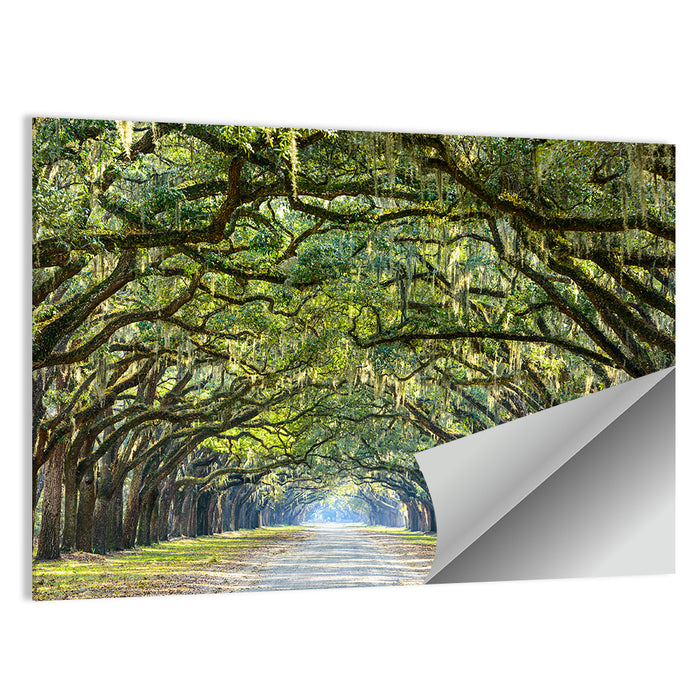 Spanish Moss Oak Alley Wall Art as a poster print
