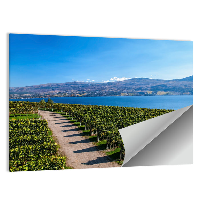 Lake Okanagan Vineyard Path Wall Art as a poster print