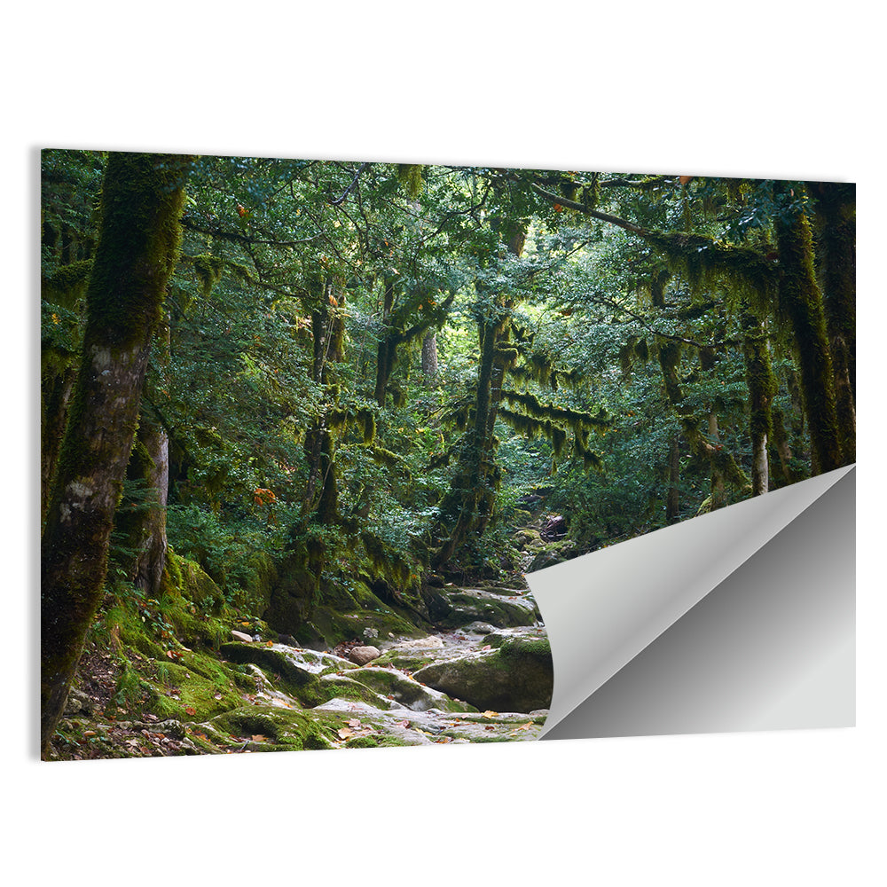 Mossy Halloween Forest Path Wall Art