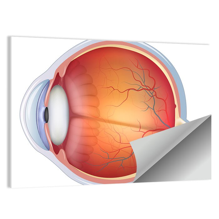 Anatomical Eye Cross-section Wall Art as a poster print