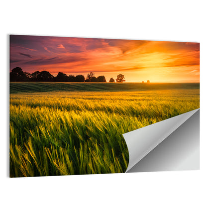 Wheat Field at Golden Hour Wall Art