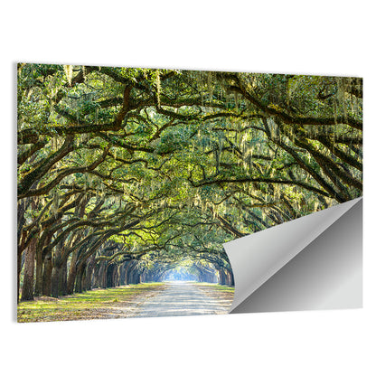 Historic Wormsloe Plantation In Savannah Wall Art