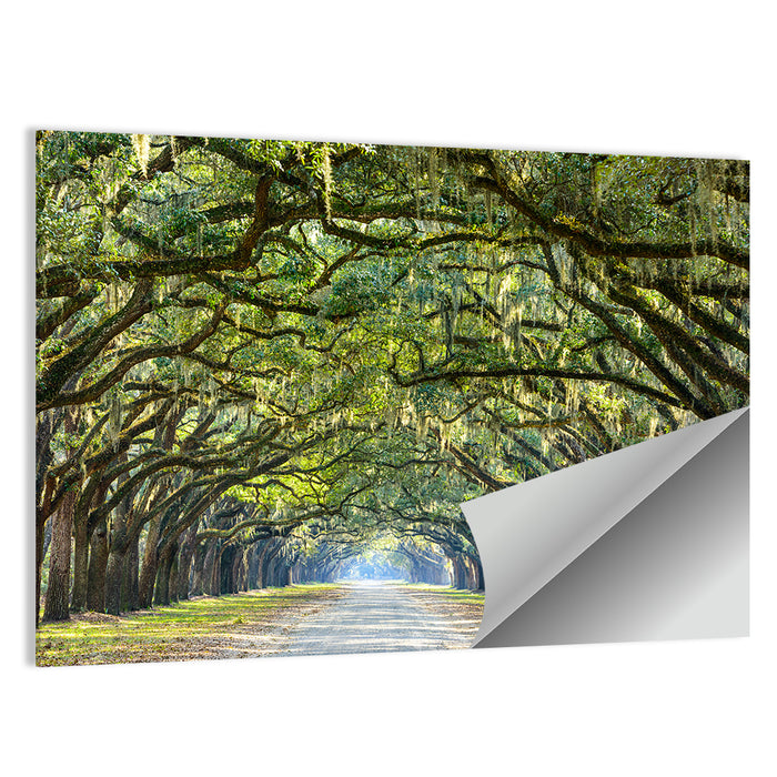Wormsloe Plantation Oak Tunnel Wall Art as a poster print