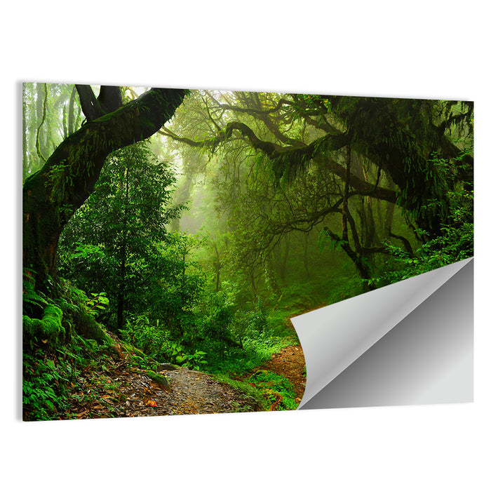 Misty Forest Trail in Nepal Wall Art as a poster print