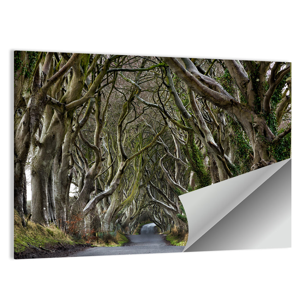 Dark Hedges Tree Tunnel Wall Art
