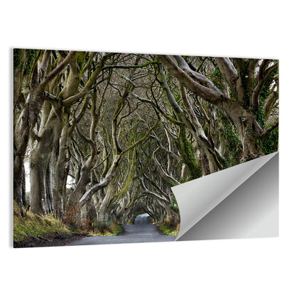 Dark Hedges Tree Tunnel Wall Art